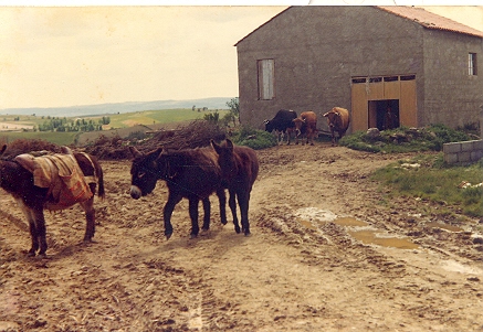 Burrinhos portugueses. Foto tirada durante a primeira viagem que Corvina fez  Portugal (Teixeira), depois de 30 anos vivendo no Brasil (1976)